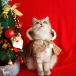 Одежда новогодняя для кошек 2500тг