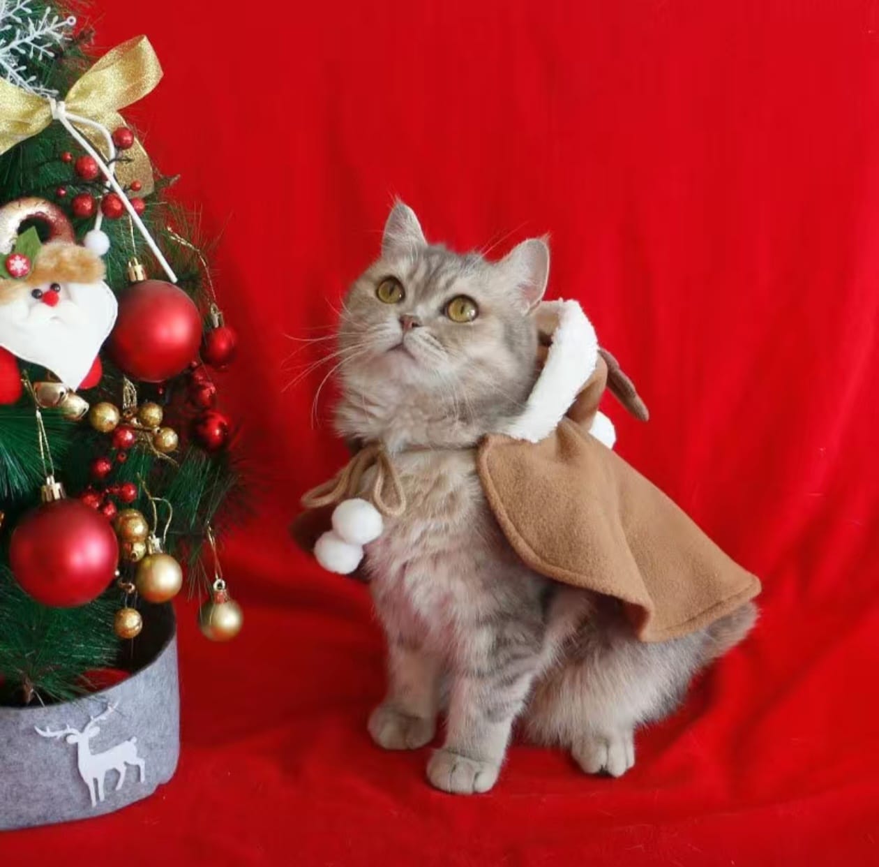 Одежда новогодняя для кошек 2500тг Одежда новогодняя для кошек 2500тг