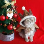 Одежда новогодняя для кошек 2500тг