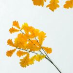 ветка осень 600тг