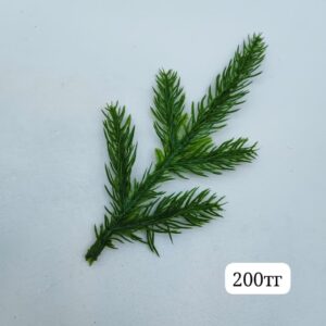 Хвоя зеленая 200тг