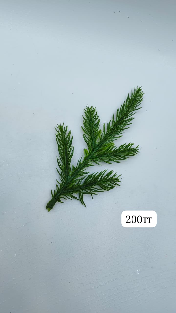 Хвоя зеленая 200тг Хвоя зеленая 200тг